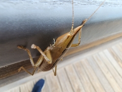 Belocephalus