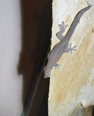Oedura tryoni