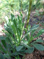 Dimorphotheca nudicaulis