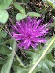 Cirsium acaule