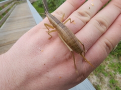 Belocephalus