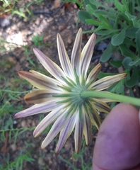 Dimorphotheca nudicaulis