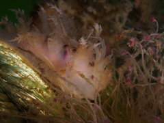 Dendronotus europaeus