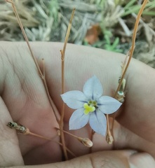 Wahlenbergia undulata