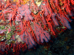Corallium rubrum