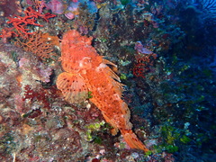 Scorpaena scrofa