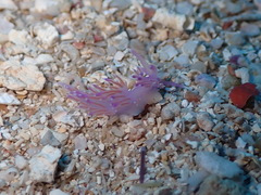Flabellina affinis