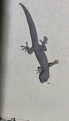 Oedura tryoni