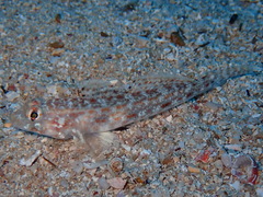 Gobius geniporus