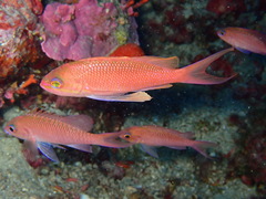 Anthias anthias