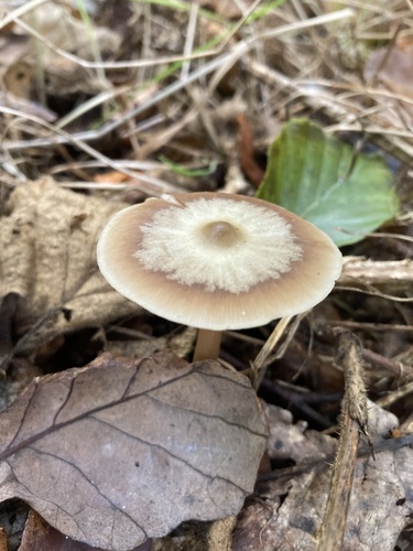 Rhodocollybia asema