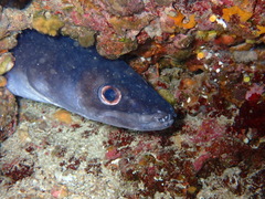 Conger conger