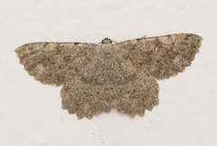 Dicrognophos sartata