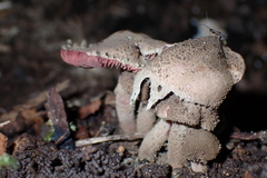 Melanophyllum haematospermum