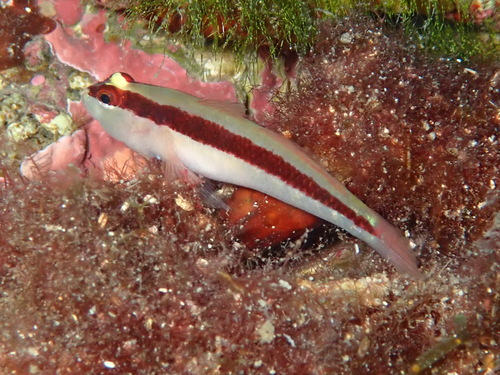 Striped goby (Gobius vittatus) — Gobiidae — 2