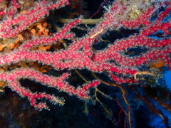 Alcyonium coralloides