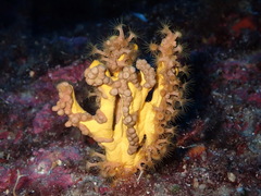 Axinella verrucosa