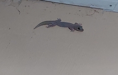 Oedura tryoni
