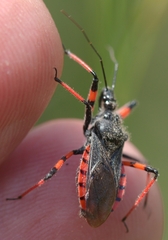 Rhynocoris annulatus
