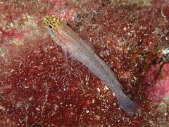 Gobius xanthocephalus