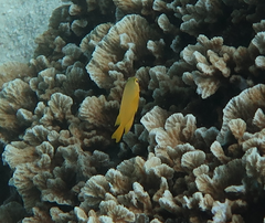 Pomacentrus moluccensis