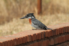 Megaceryle maxima maxima