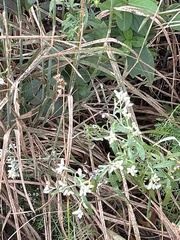 Artemisia indica
