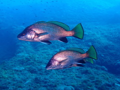Sciaena umbra