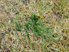 Dalea lutea