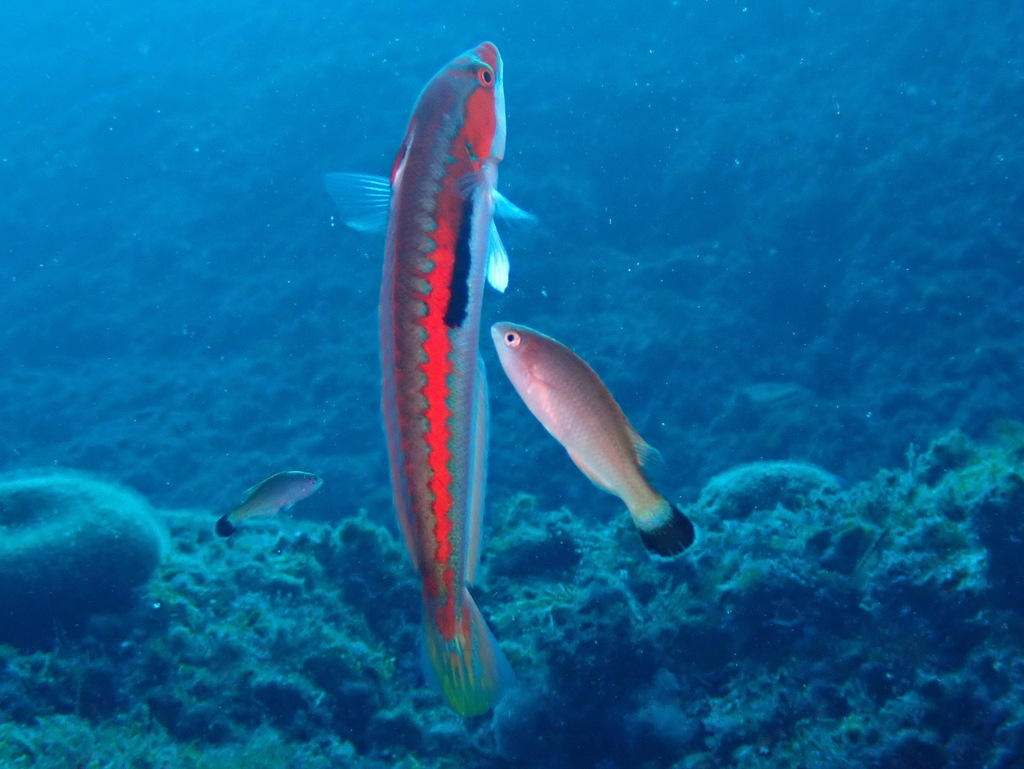 Blacktail wrasse (Centrolabrus melanocercus) — Labridae