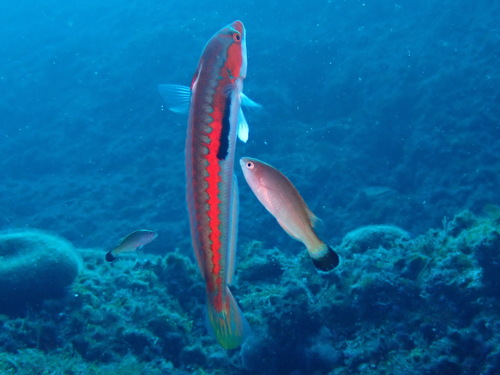 Blacktail wrasse (Centrolabrus melanocercus) — Labridae
