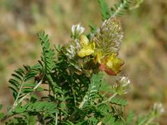 Dalea lutea