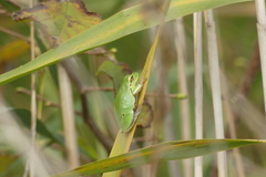Hyla intermedia perrini