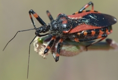 Rhynocoris