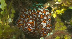 Botryllus
