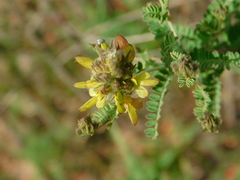 Dalea lutea
