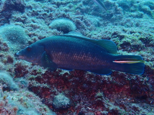Brown wrasse (Labrus merula) — Labridae — 4