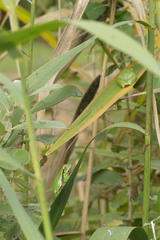 Hyla intermedia perrini