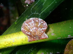 Flexopecten hyalinus