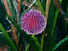 Sphaerechinus granularis