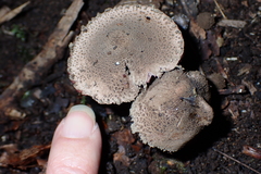 Melanophyllum haematospermum