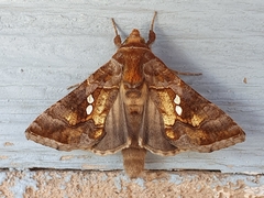 Chrysodeixis chalcites