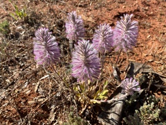 Ptilotus exaltatus