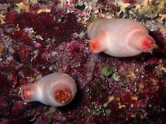 Halocynthia papillosa