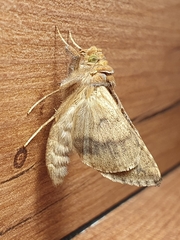 Chrysodeixis chalcites