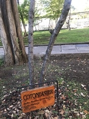 Cotoneaster splendens