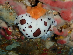 Peltodoris atromaculata