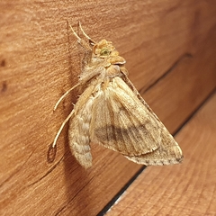 Chrysodeixis chalcites