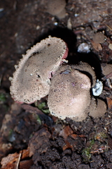 Melanophyllum haematospermum