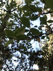 Cotoneaster splendens
